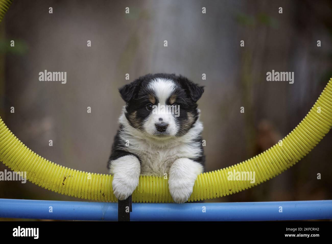 Pastore americano in miniatura Puppy Foto Stock
