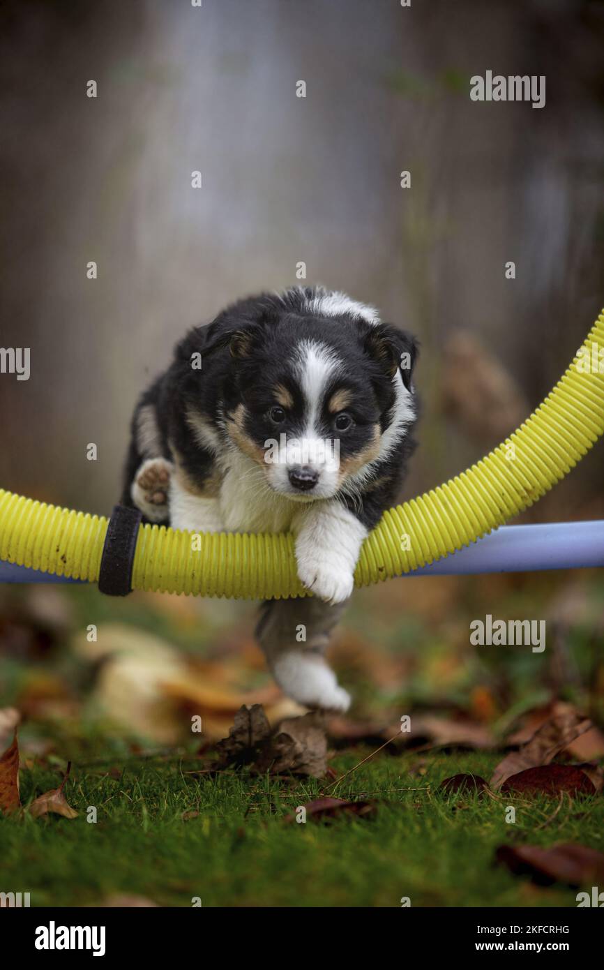 Pastore americano in miniatura Puppy Foto Stock