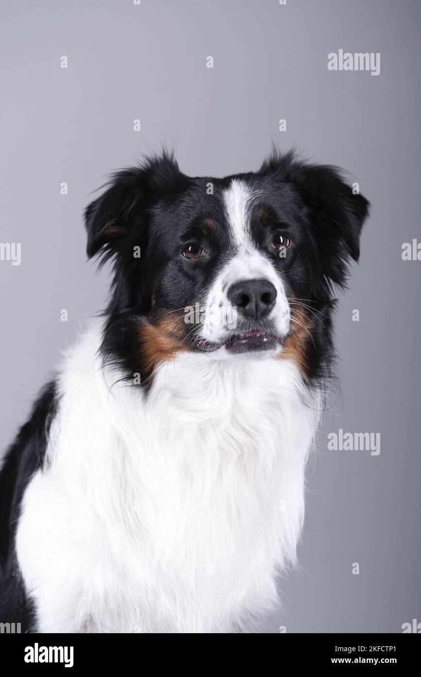 Australian Shepherd ritratto Foto Stock