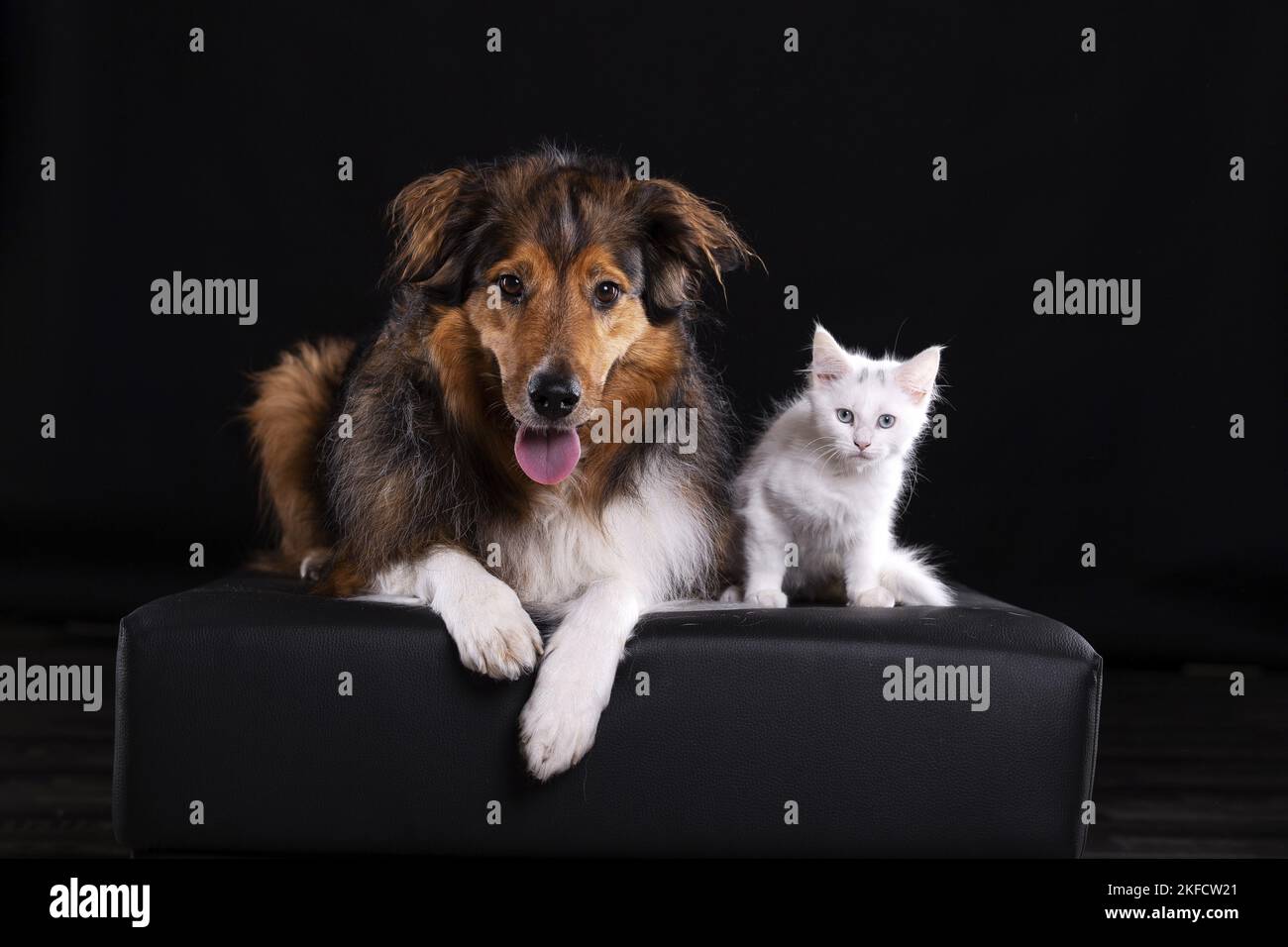 cane con gattino Foto Stock