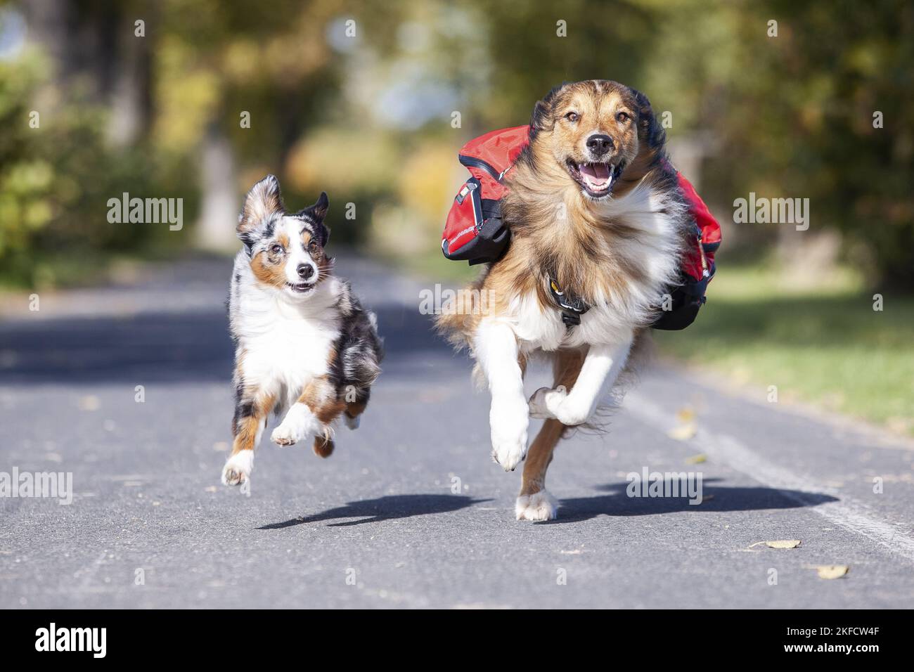 Australian-Shepherd-Mongrel e Pastore Australiano in miniatura Foto Stock