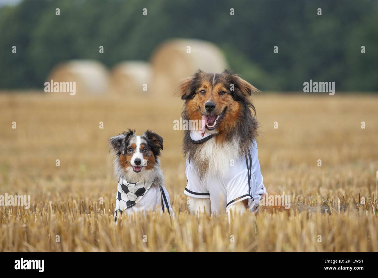 Australian-Shepherd-Mongrel e Pastore Australiano in miniatura Foto Stock