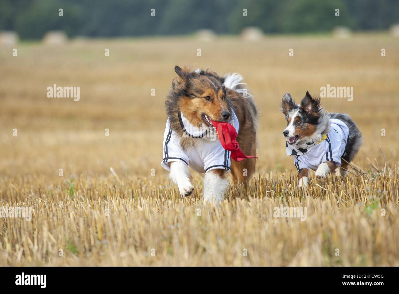 Australian-Shepherd-Mongrel e Pastore Australiano in miniatura Foto Stock