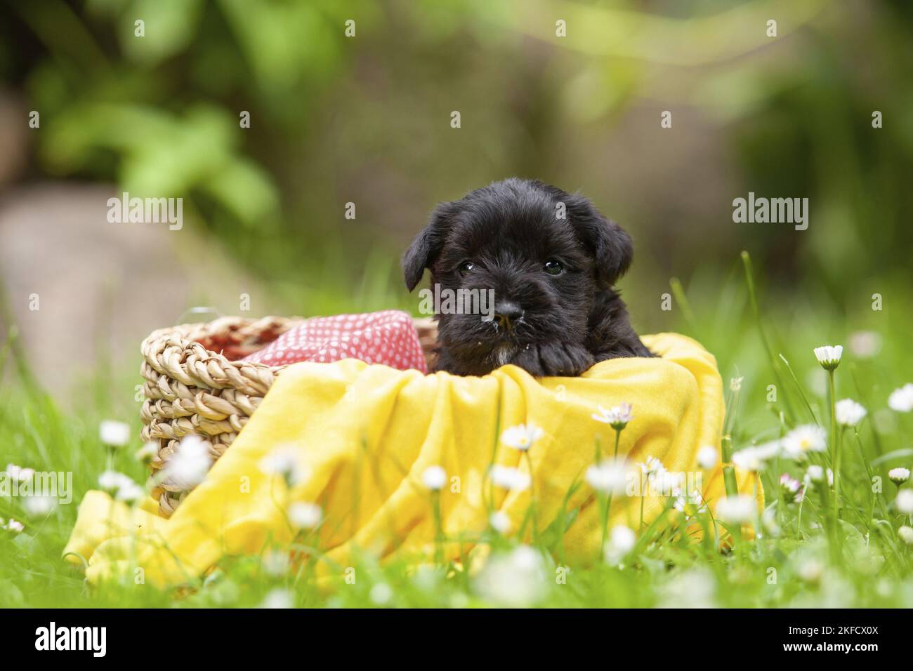 4 settimane in miniatura Schnauzer Foto Stock