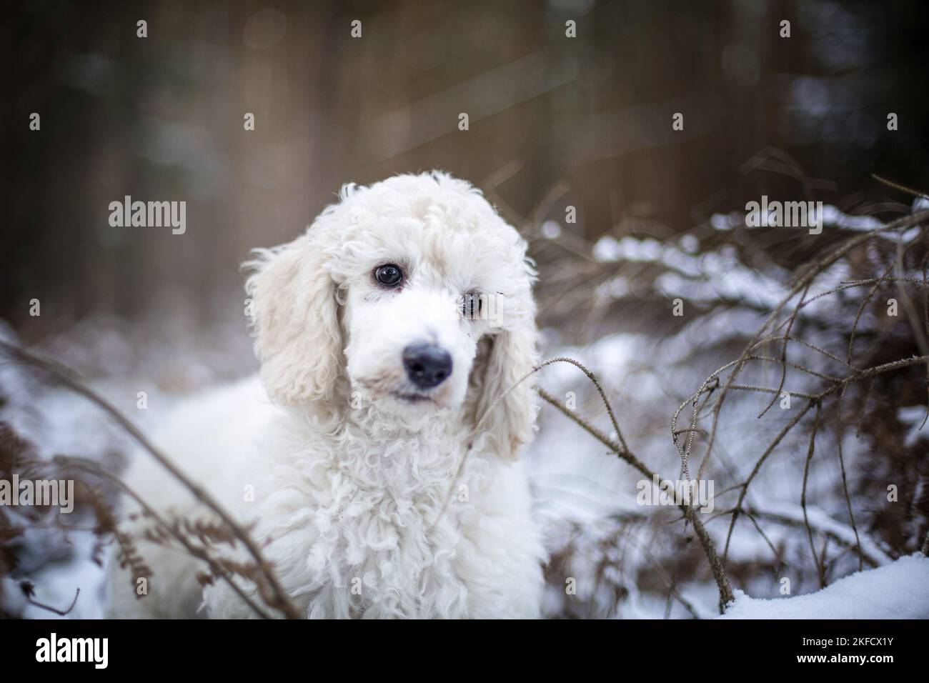 Giovane gigante Poodle in inverno Foto Stock