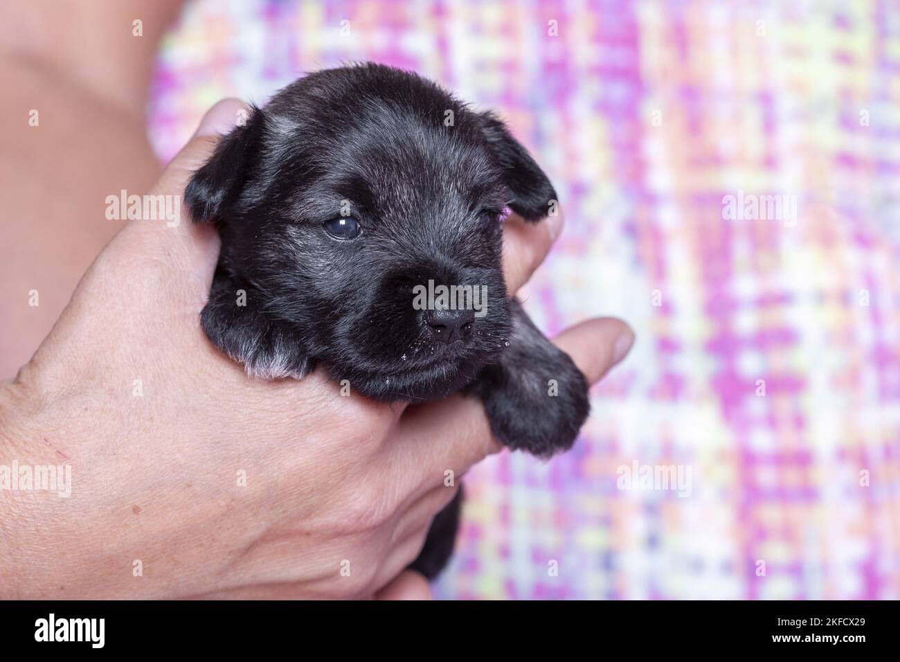 3 settimane in miniatura Schnauzer Foto Stock