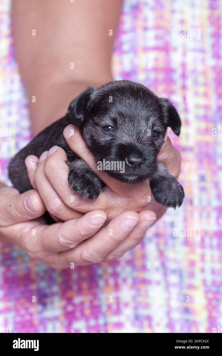 3 settimane in miniatura Schnauzer Foto Stock