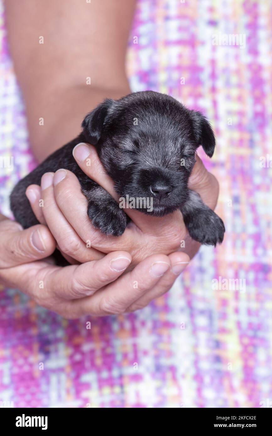 3 settimane in miniatura Schnauzer Foto Stock