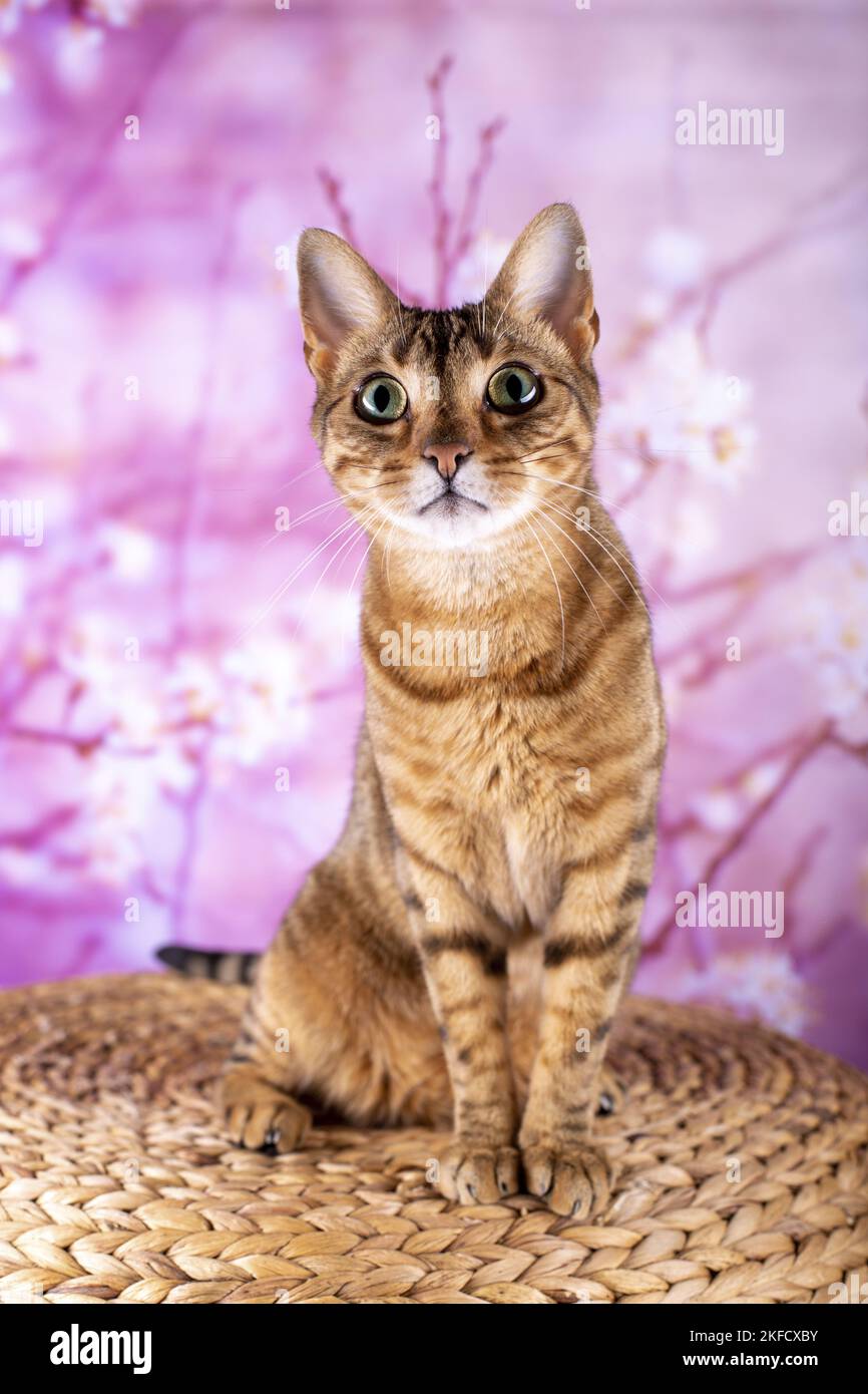 Gatto del Bengala Foto Stock