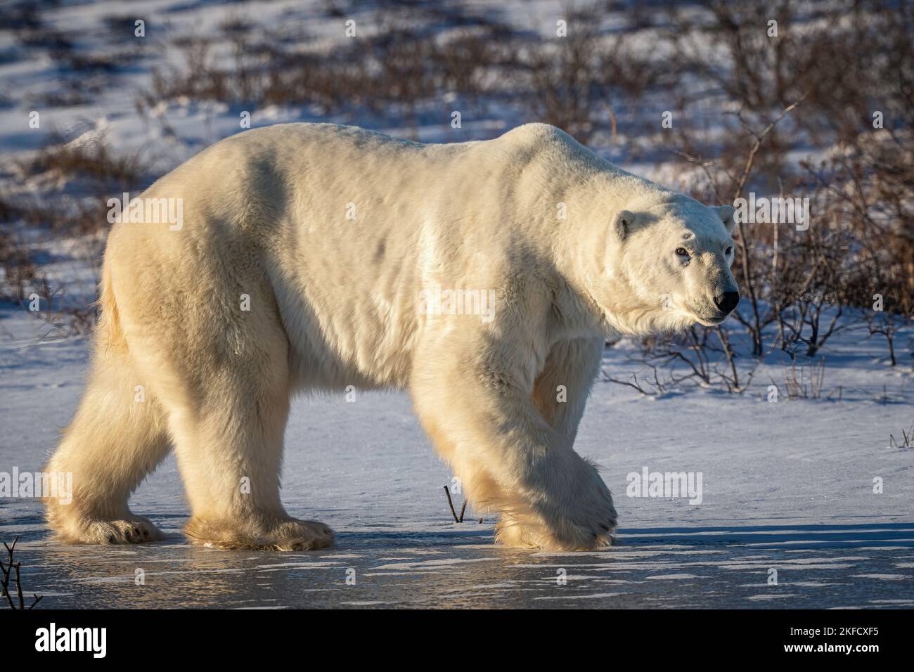 Orso polare Foto Stock