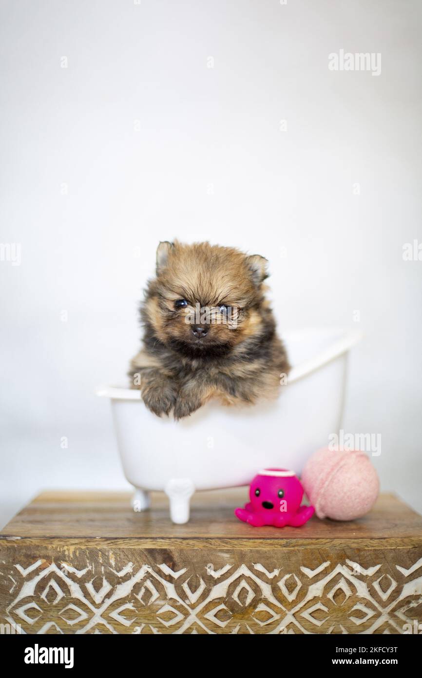 Pomerania Bambino Foto Stock