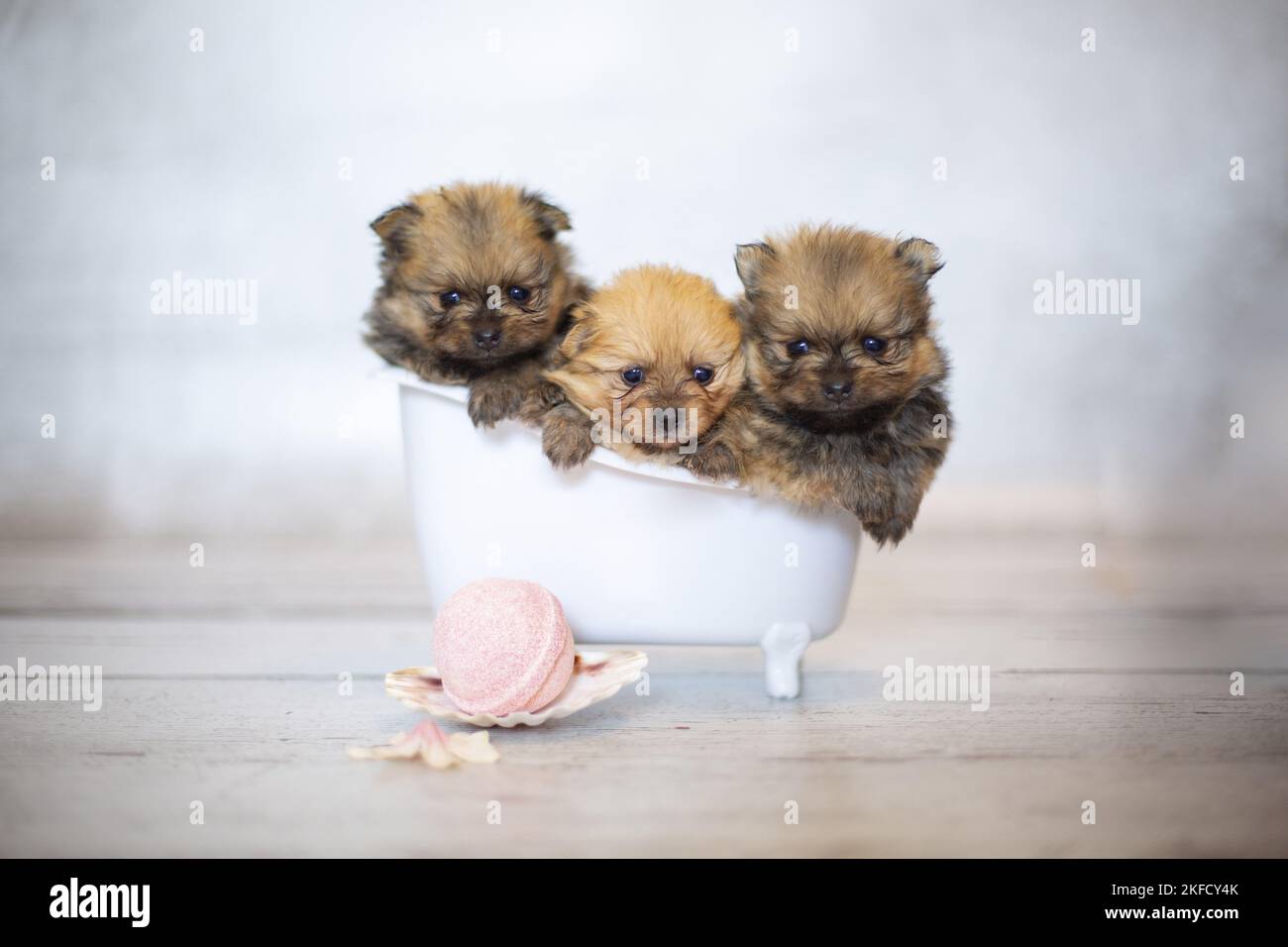 Pomeranian Babies Foto Stock