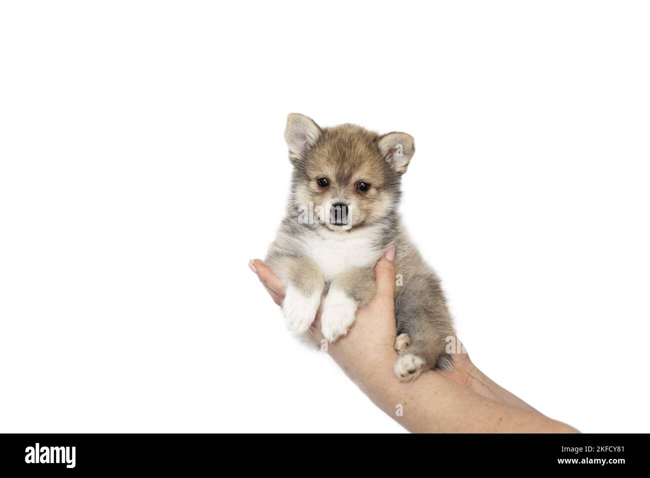 Pomsky Puppy Foto Stock