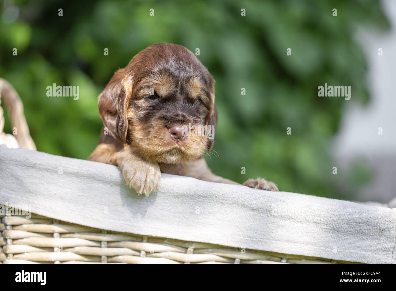 Cocker Spaniel Puppy inglese in un cestino Foto Stock