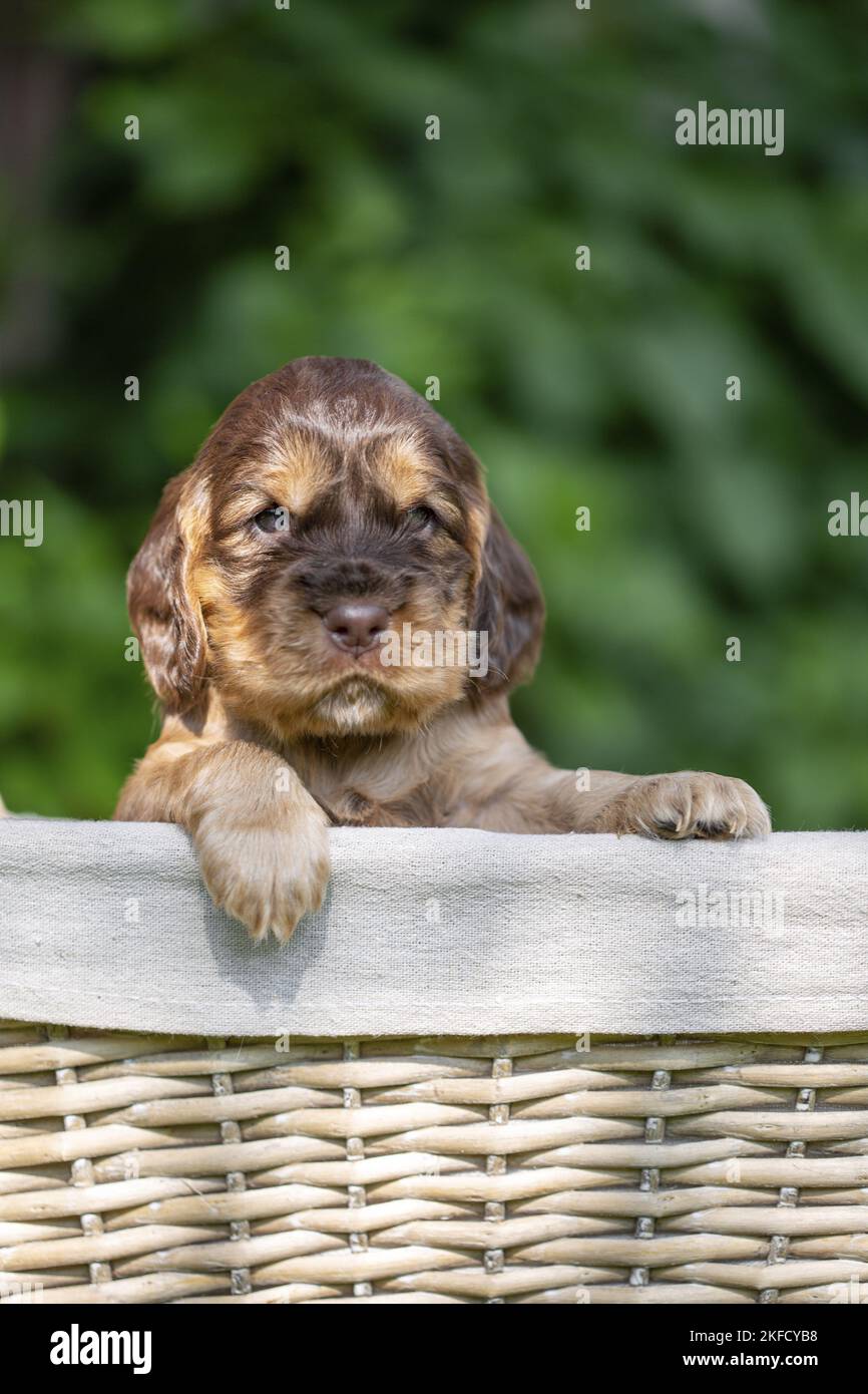 Cocker Spaniel Puppy inglese in un cestino Foto Stock