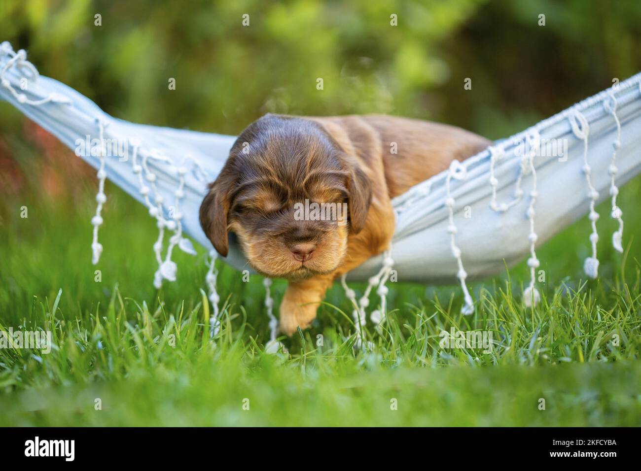 Cucciolo inglese Cocker Spaniel su amaca Foto Stock
