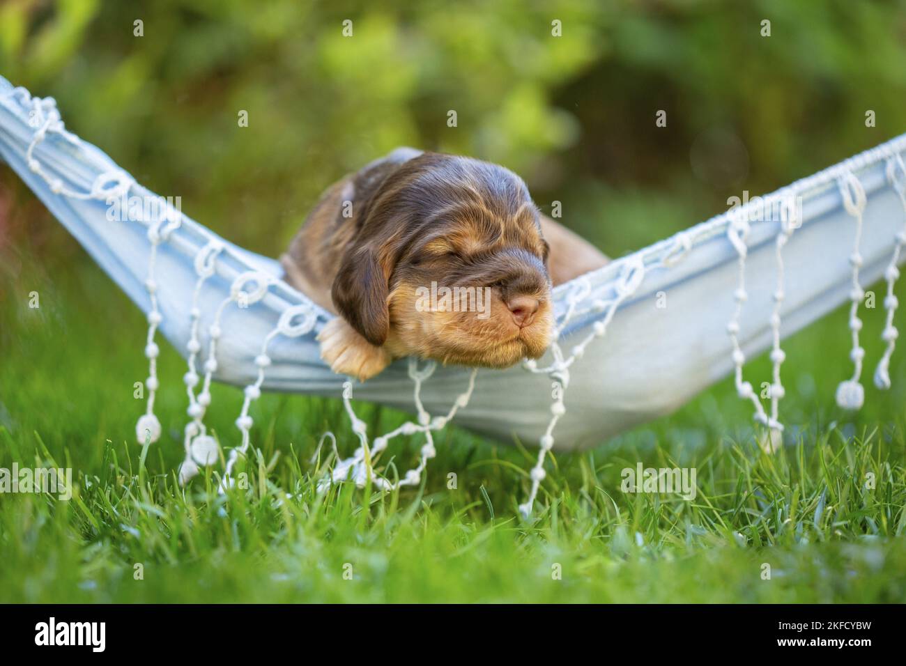 Cucciolo inglese Cocker Spaniel su amaca Foto Stock
