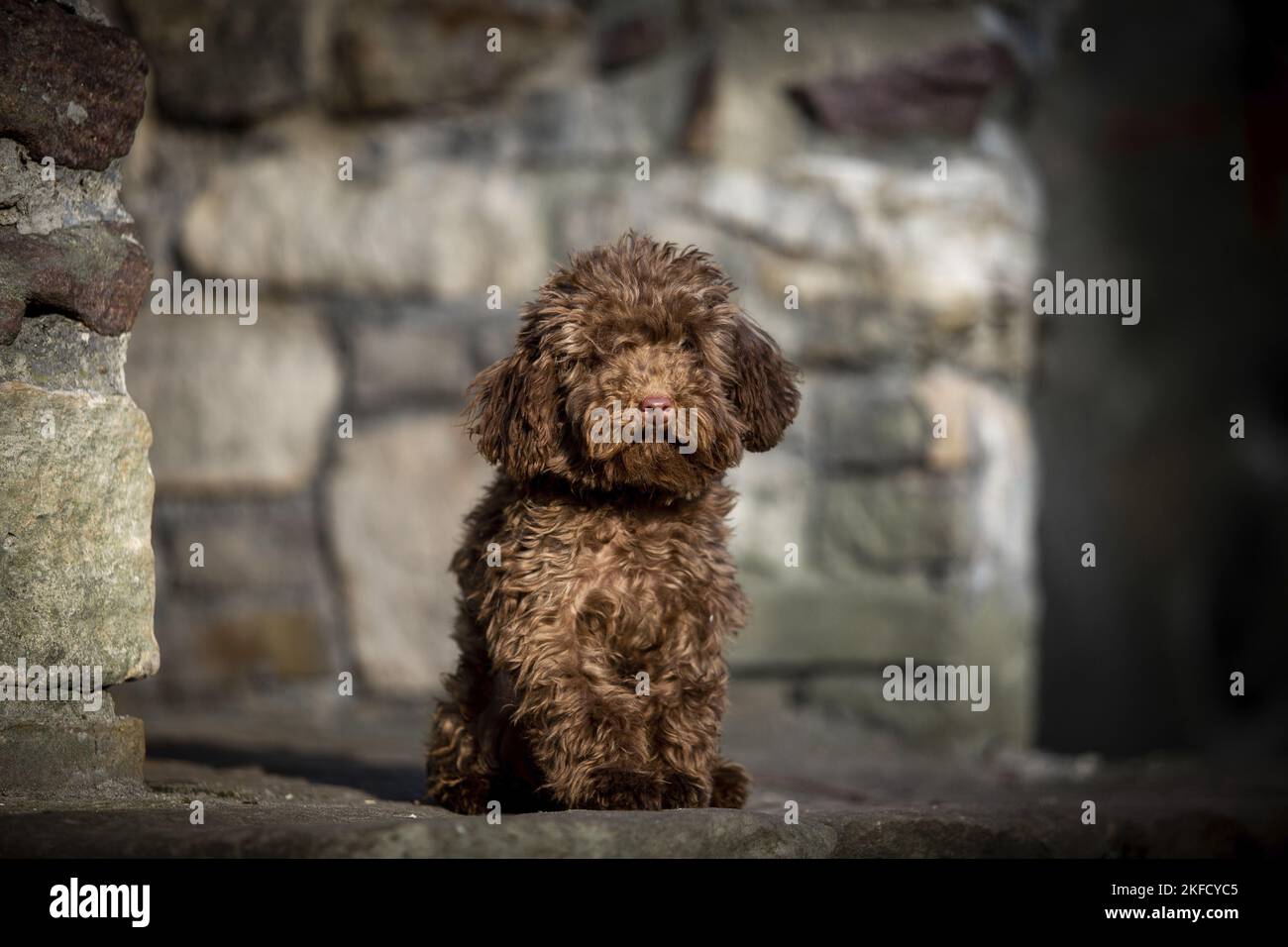 Toy Poodle giovane Foto Stock