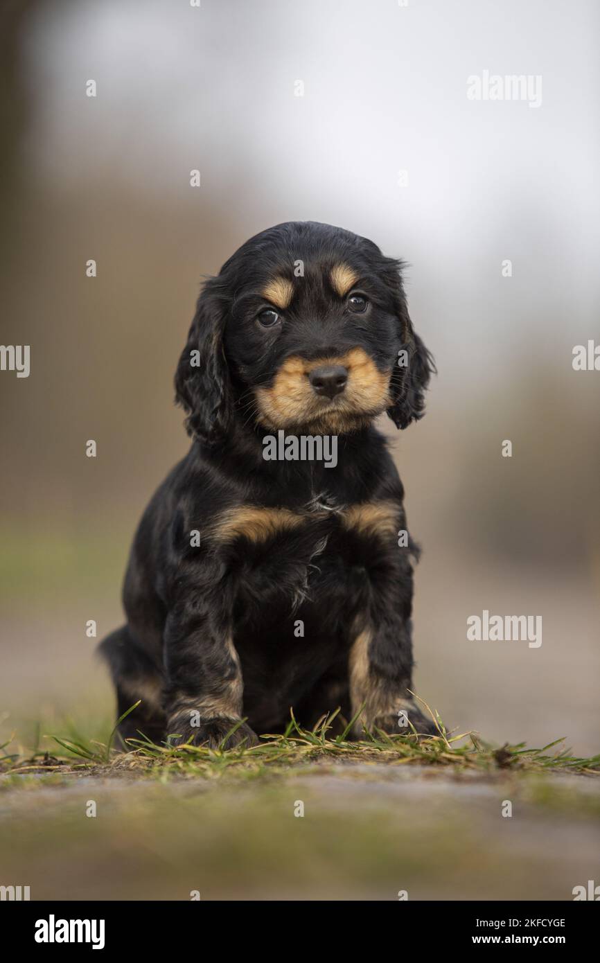Cucciolo inglese Cocker Spaniel Foto Stock