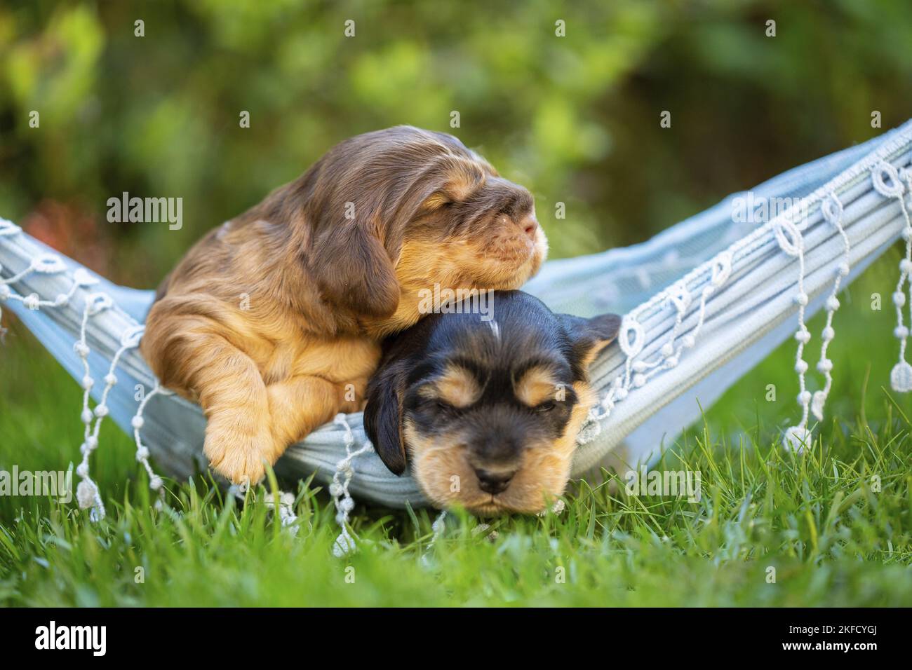 Cuccioli di Spaniel Cocker inglese su amaca Foto Stock
