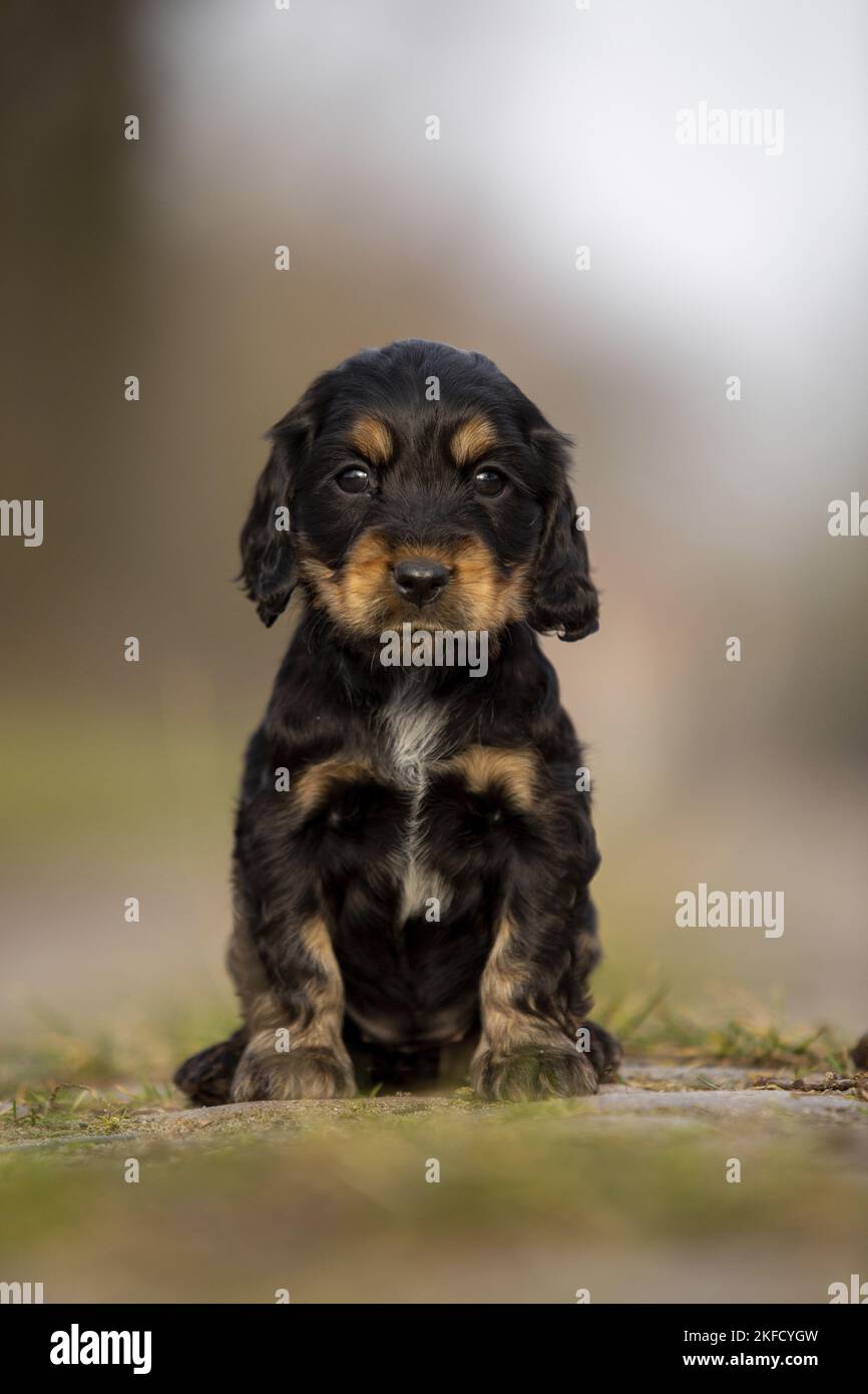 Cucciolo inglese Cocker Spaniel Foto Stock