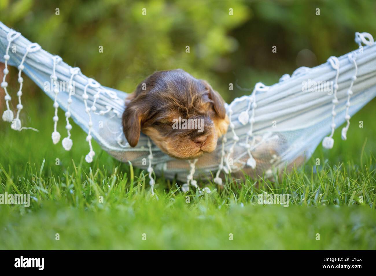 Cucciolo inglese Cocker Spaniel su amaca Foto Stock