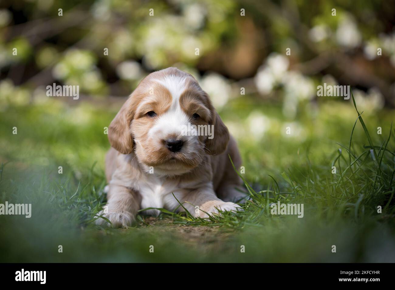 Cucciolo di Cocker Spaniel inglese sdraiato Foto Stock