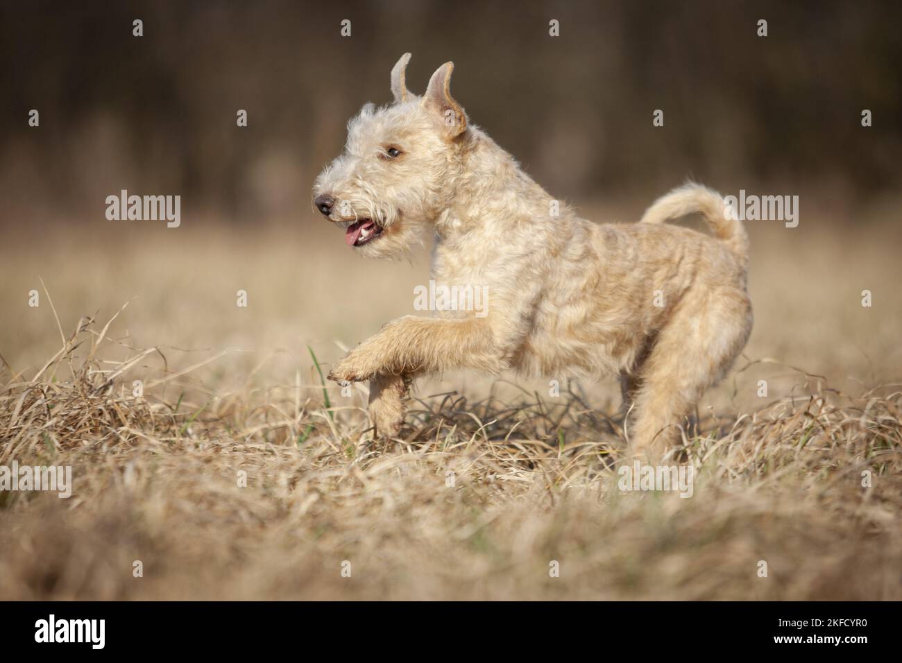 Lakeland Terrier nel prato Foto Stock