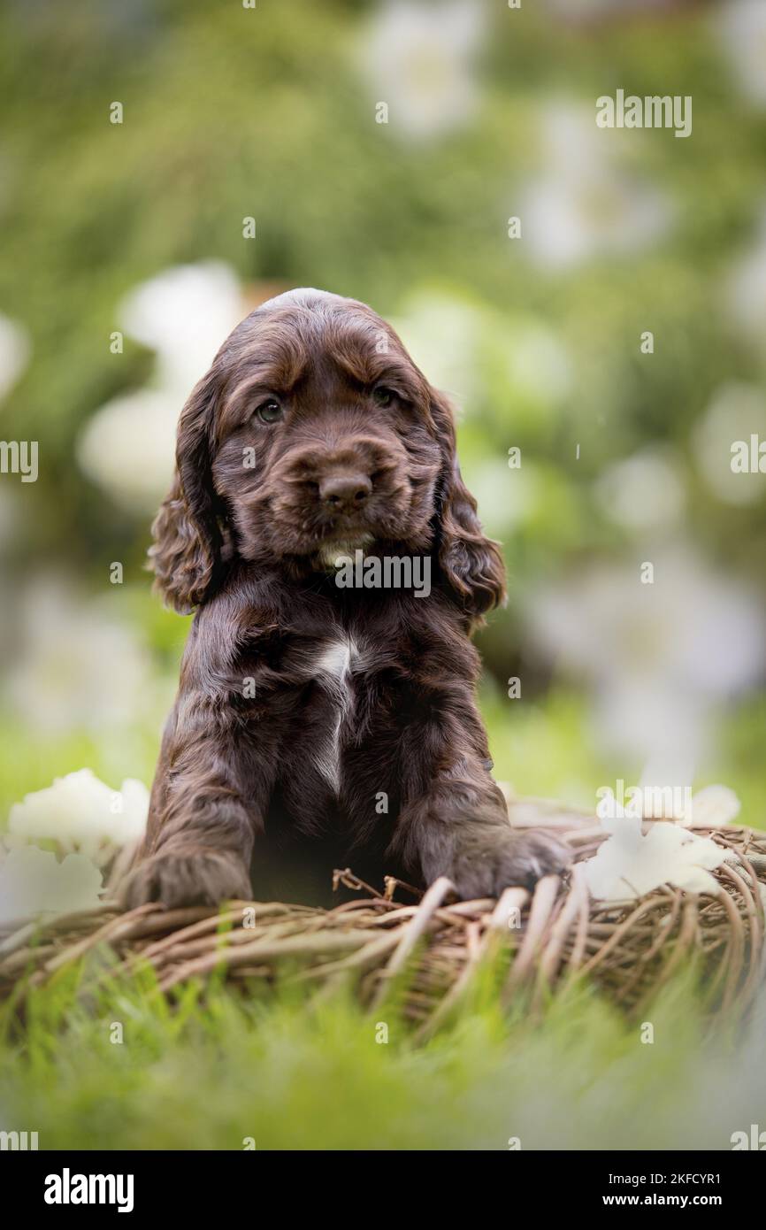 Cucciolo inglese Cocker Spaniel in un cestino Foto Stock