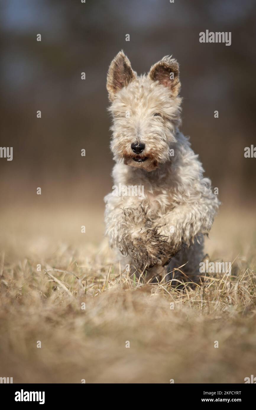 Volpe terrier nel prato Foto Stock