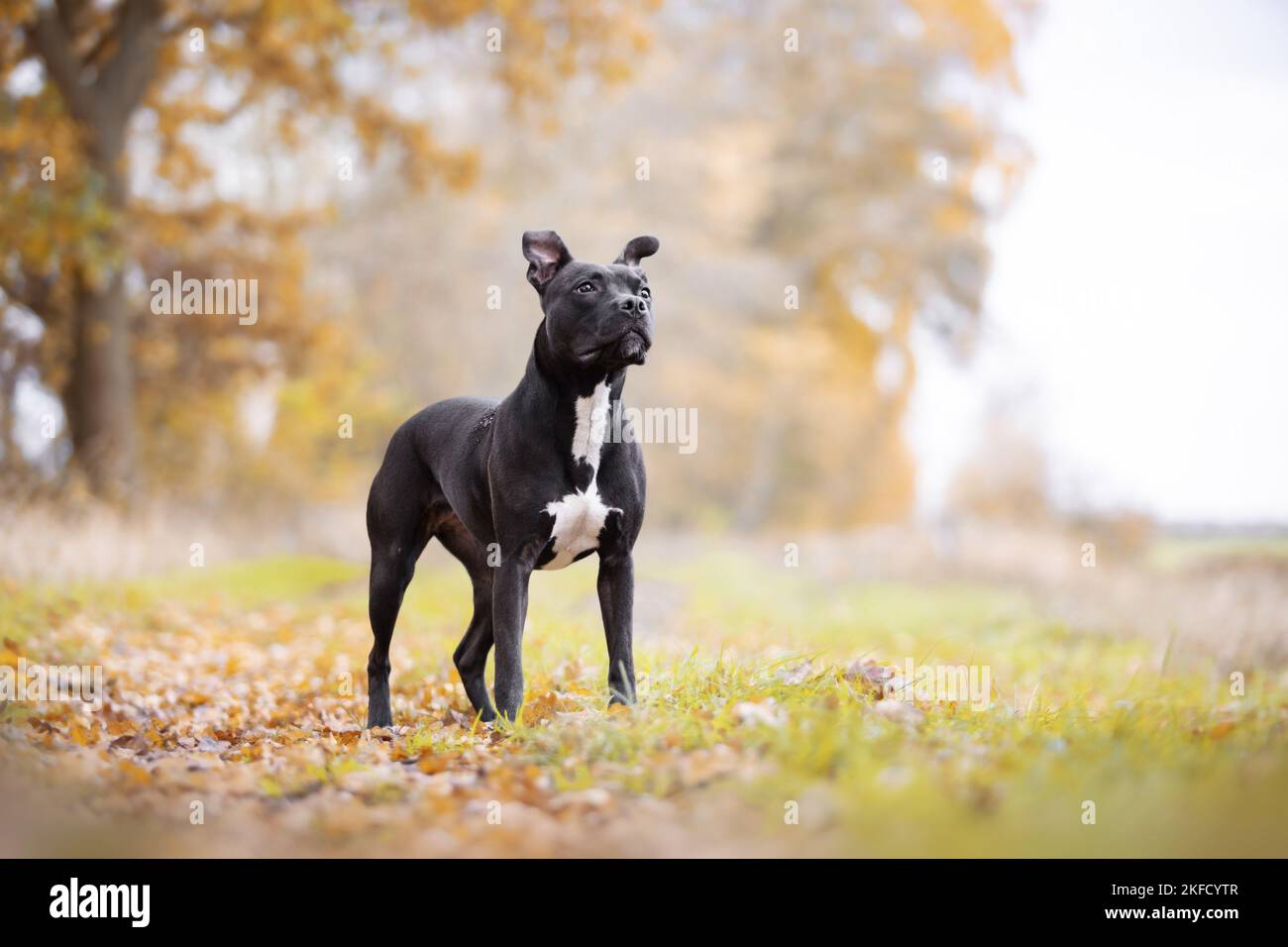 In piedi l'American Pit Bull Terrier Foto Stock