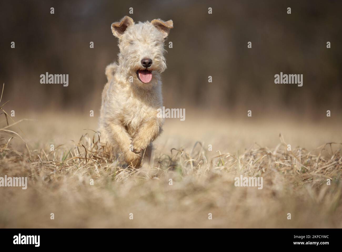 Lakeland Terrier nel prato Foto Stock