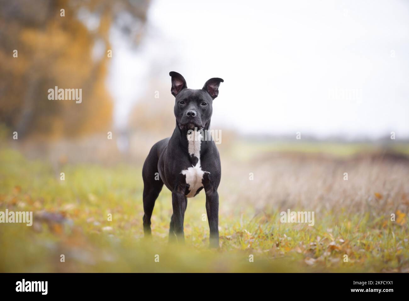In piedi l'American Pit Bull Terrier Foto Stock