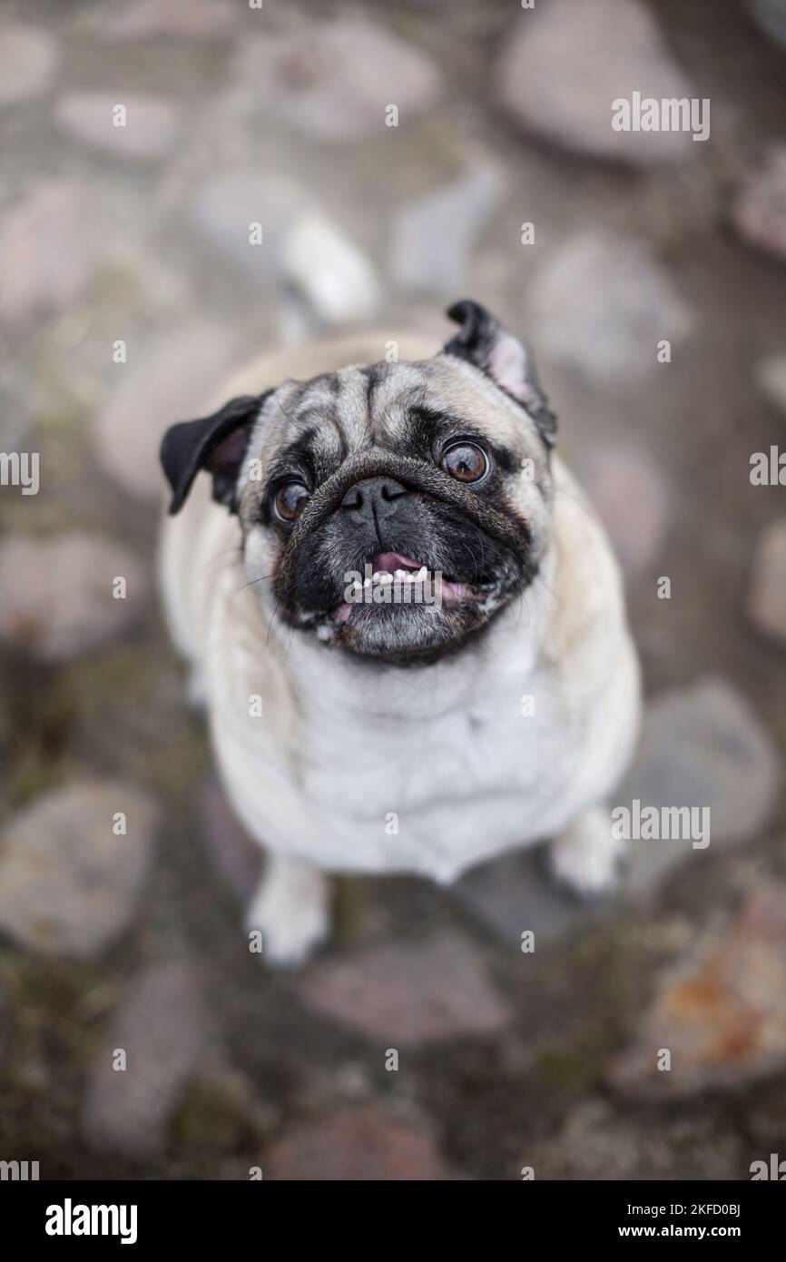 seduta del Pug Foto Stock
