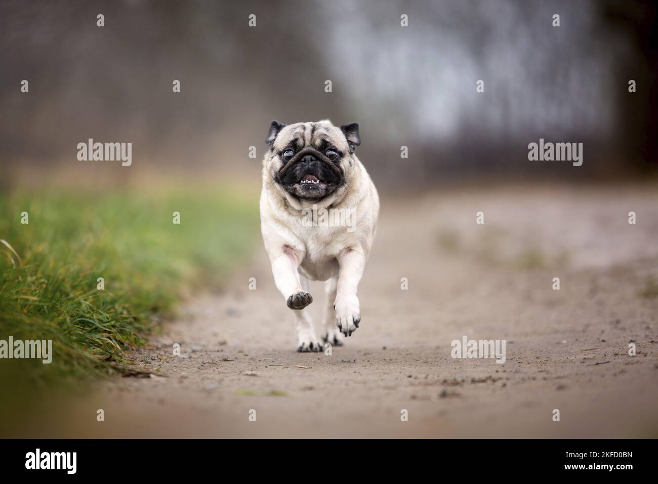 in esecuzione del Pug Foto Stock