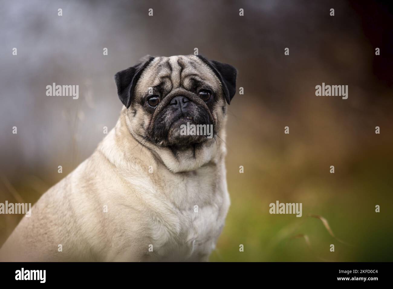 Ritratto del Pug Foto Stock