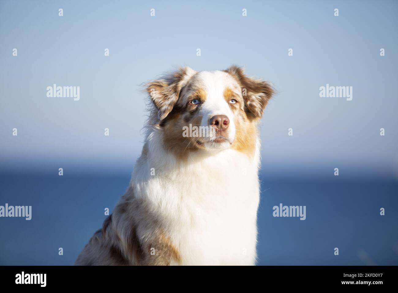 Pastore Australiano al Mar Baltico Foto Stock