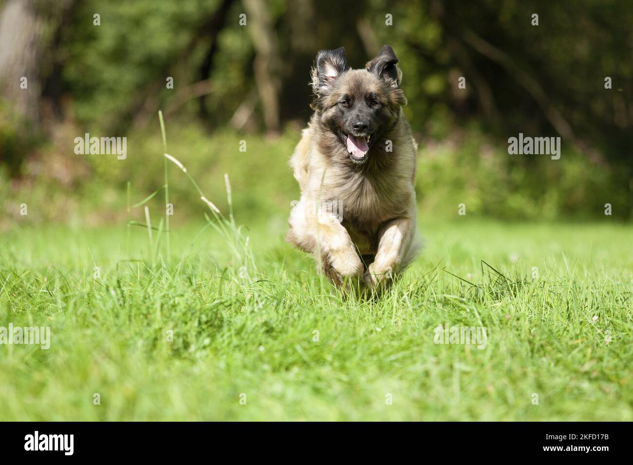 Leonberger in estate Foto Stock