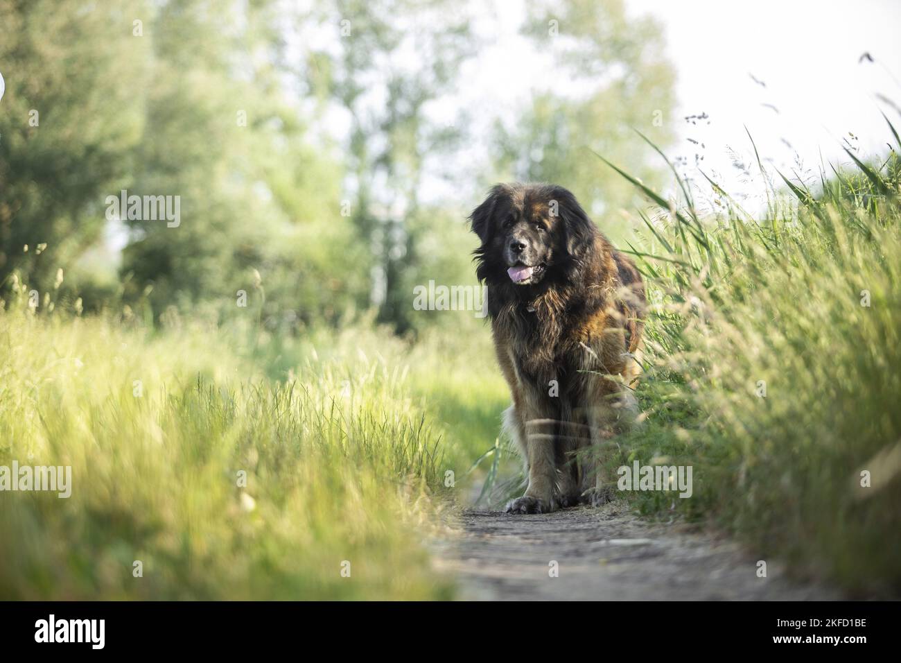 Leonberger in estate Foto Stock