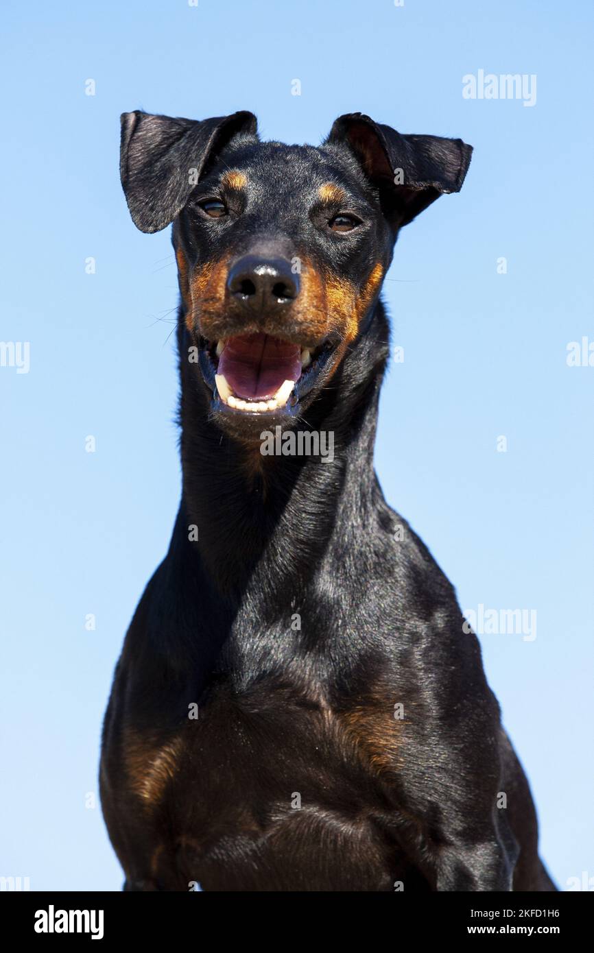 Manchester Terrier ritratto Foto Stock
