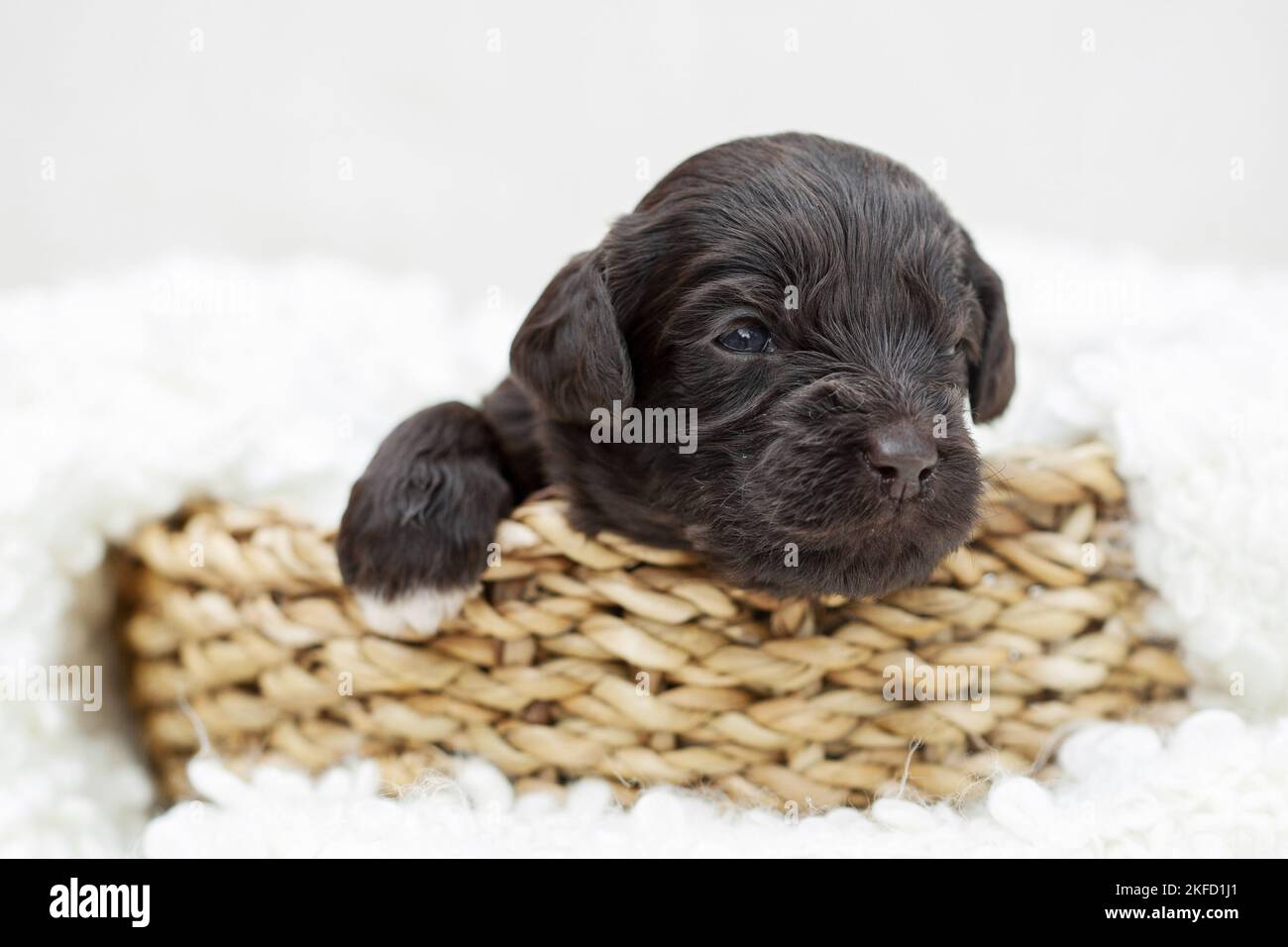 Marrone Labradoodle cucciolo Foto Stock