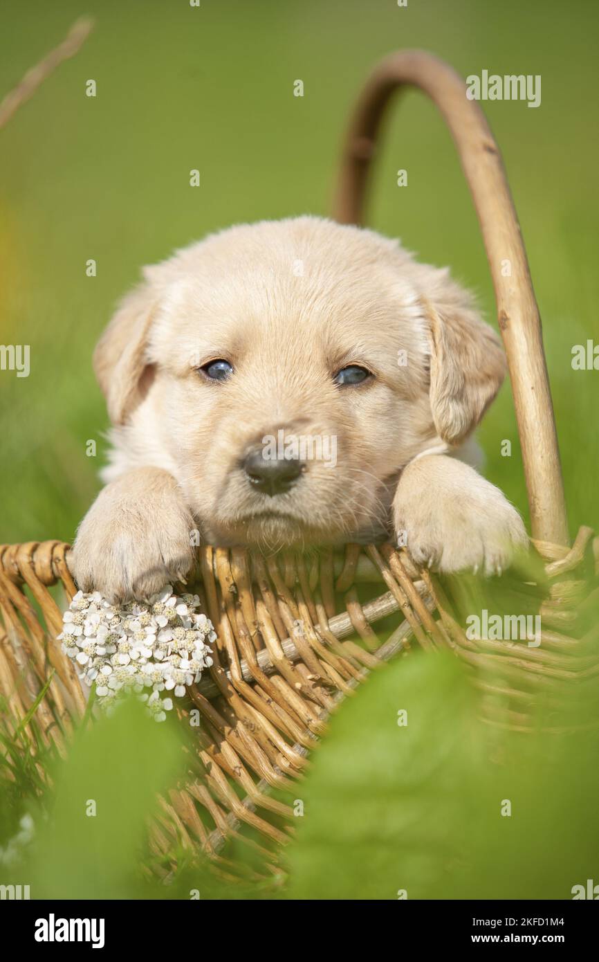 Labradoodle cucciolo nel cestino Foto Stock