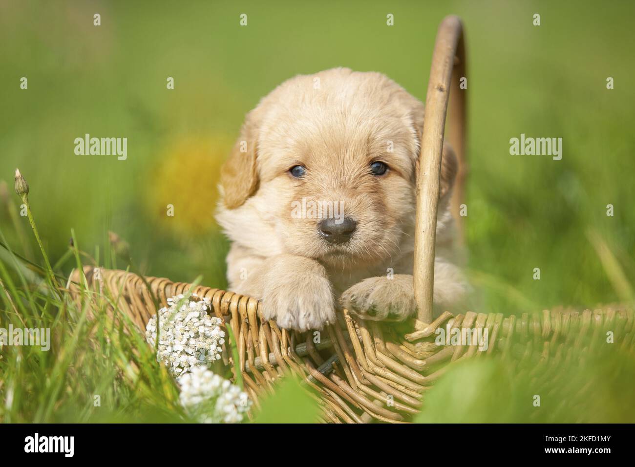 Labradoodle cucciolo nel cestino Foto Stock