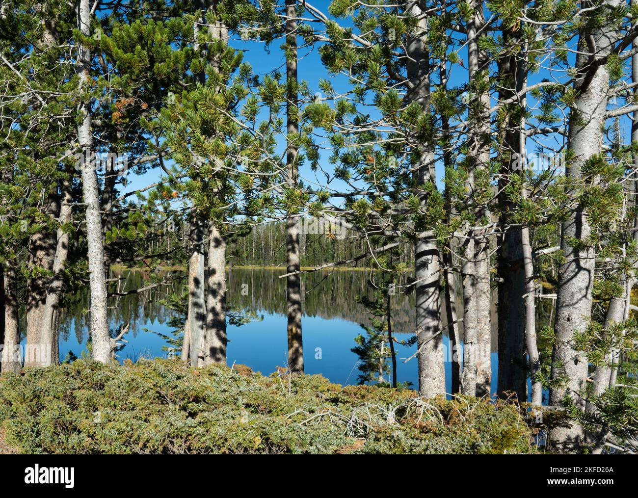 I riflessi dell'acqua mostrano la foresta di alberi e la terra circostanti al lago Sylvan nel Parco Nazionale di Yellowstone. Foto Stock