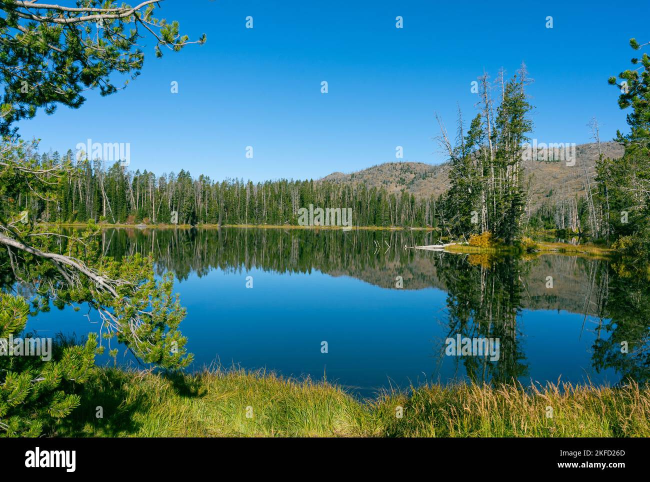 I riflessi dell'acqua mostrano la foresta di alberi e la terra circostanti al lago Sylvan nel Parco Nazionale di Yellowstone. Foto Stock