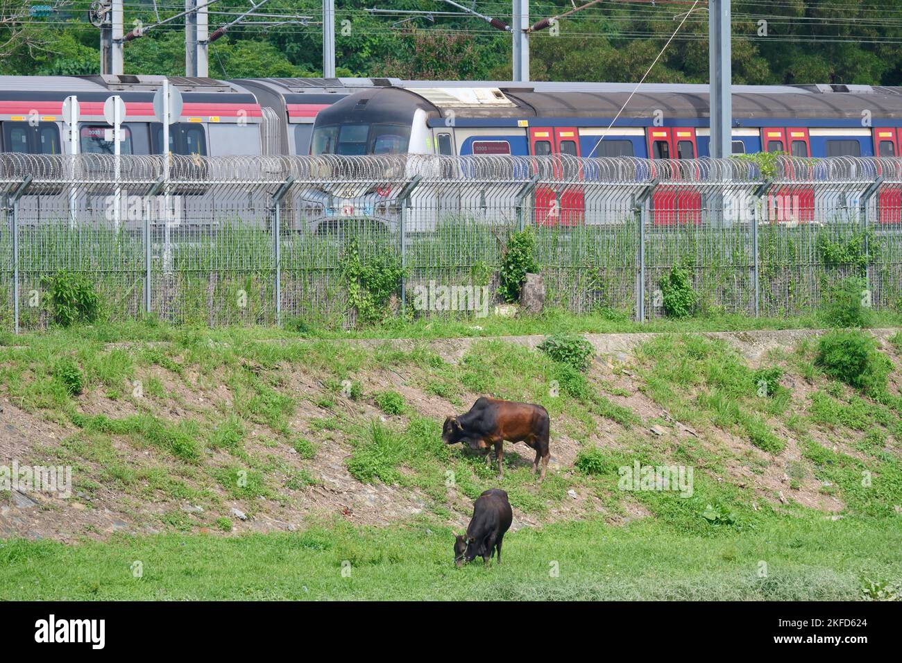 Un bestiame e un treno in background a lo Wu, Hong Kong Foto Stock