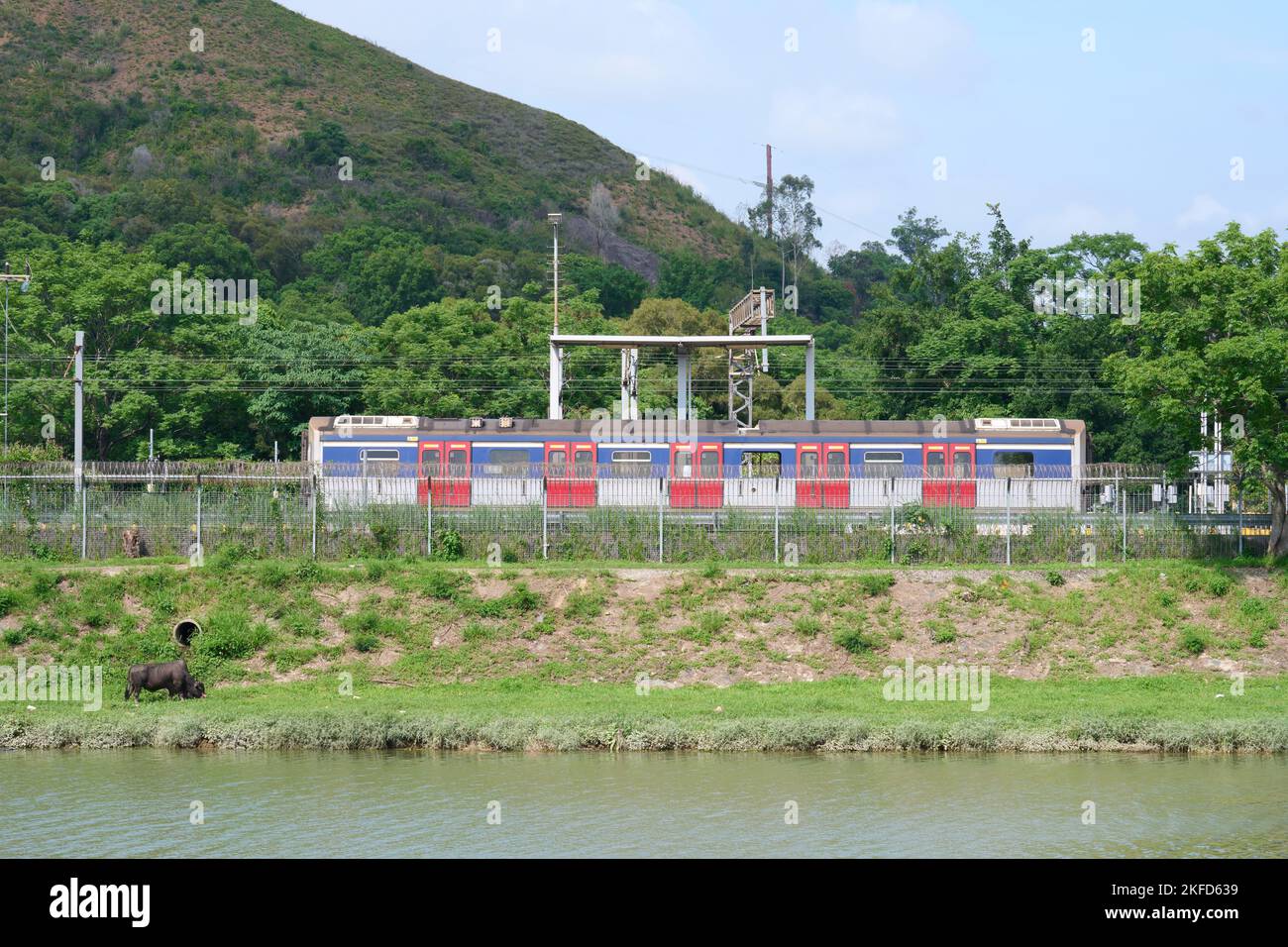 Un bestiame e un treno in background a lo Wu, Hong Kong Foto Stock