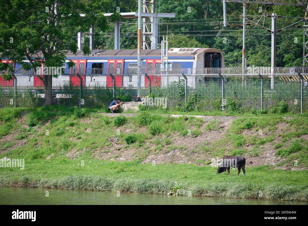 Un bestiame e un treno in background a lo Wu, Hong Kong Foto Stock