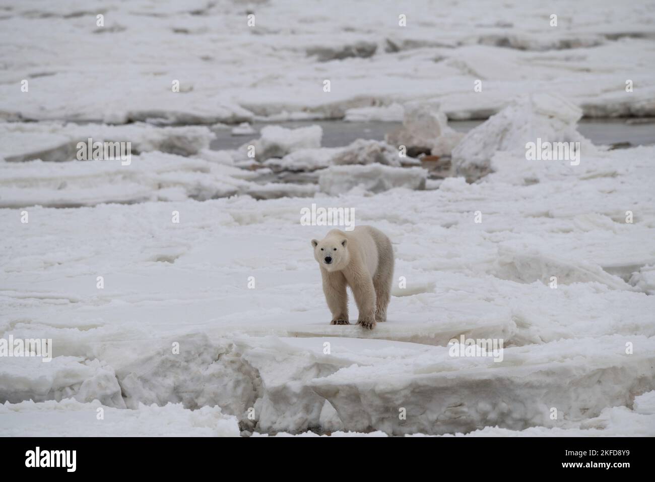 Orso polare di Churchill sulla baia di Icy Hudson Foto Stock