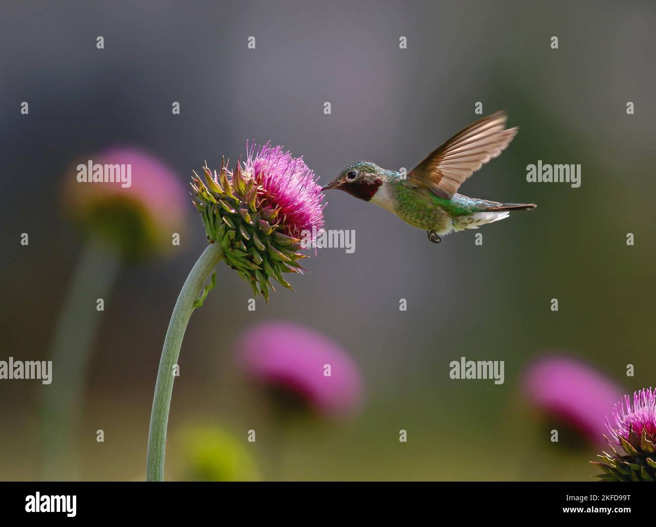 Un Hummingbird a coda larga che festeggiano sui Fiori di Thistle Rosa sparsi in un campo. Foto Stock